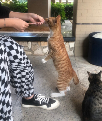 猫条猫零食