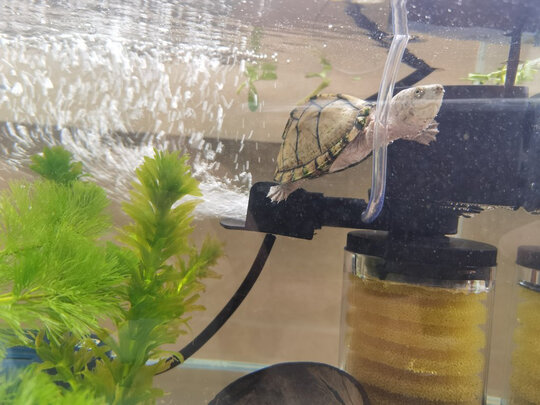 鱼缸潜水泵