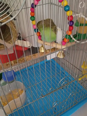 鸟笼
