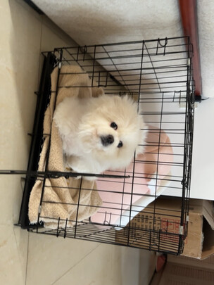 狗笼