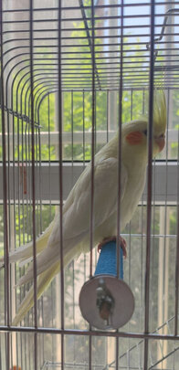 鸟笼