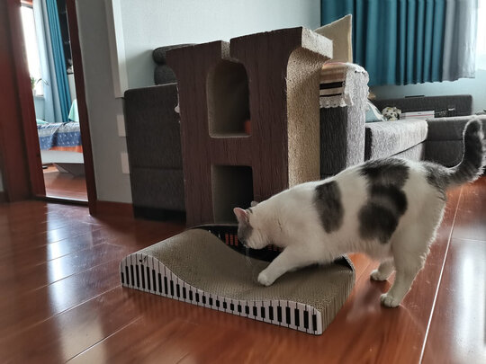 猫窝