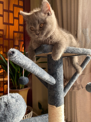 猫爬架