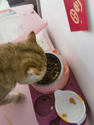 猫粮