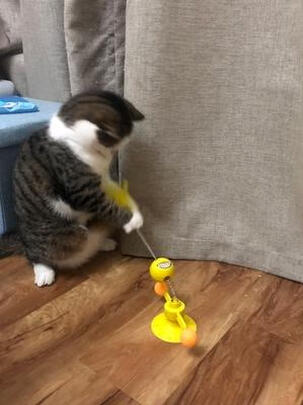 猫玩具