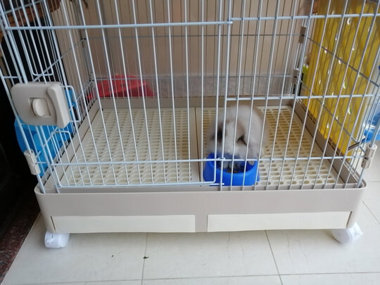 兔笼子