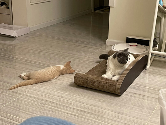 猫窝