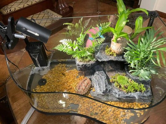鱼缸净水剂