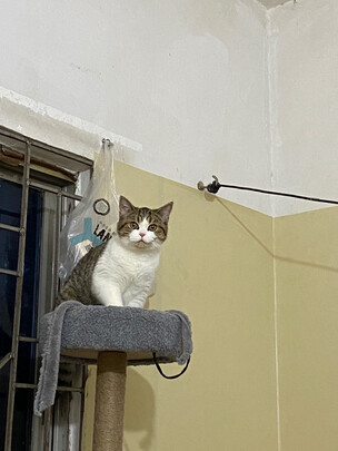 猫爬架