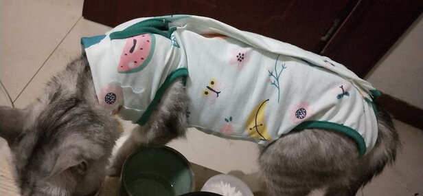 猫咪手术服