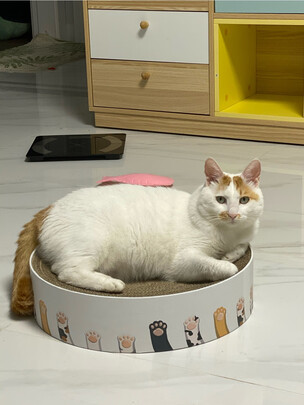 猫窝