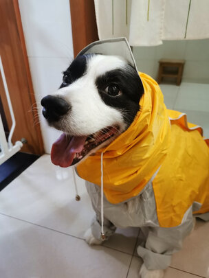 狗狗雨衣