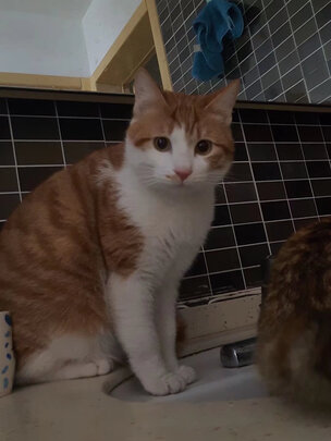 豆腐猫砂