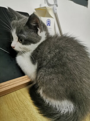 猫包