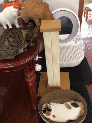 猫爬架