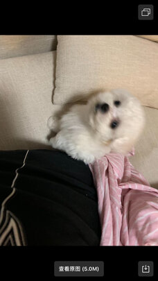 猫碗狗碗