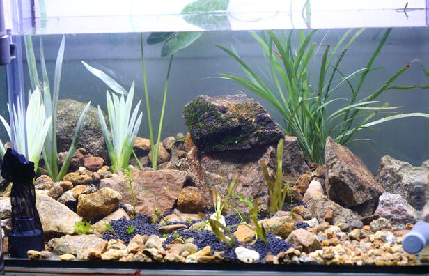 水草泥