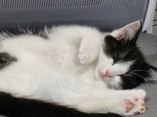 膨润土猫砂