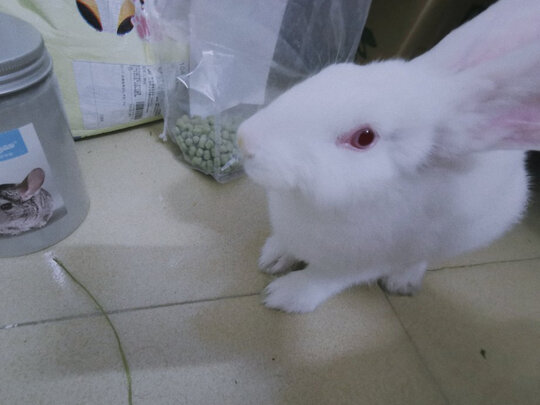 兔粮苜蓿草