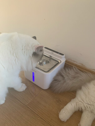 宠物饮水机