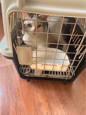 宠物航空箱