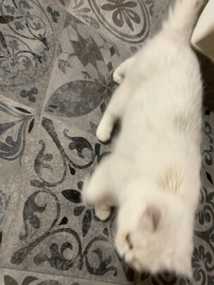 猫咪手术服