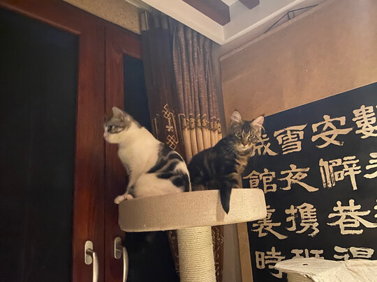 猫爬架