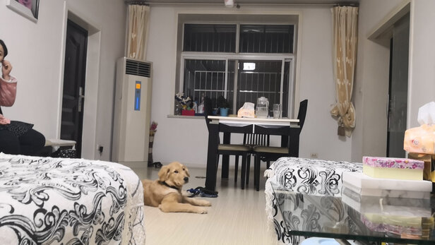 狗狗牵引绳