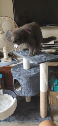猫爬架