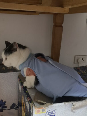 猫咪手术服