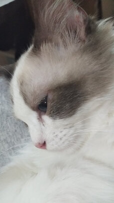 膨润土猫砂