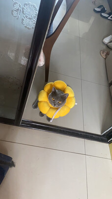 猫项圈