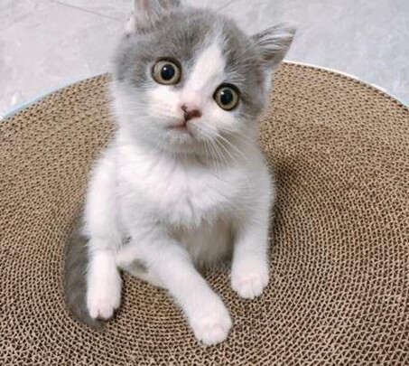 猫窝