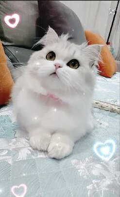 狗狗除臭剂