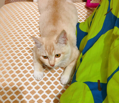 猫粮罐头
