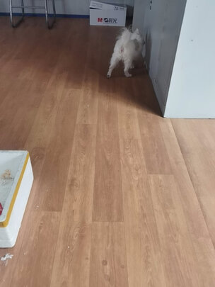 宠物磨甲器