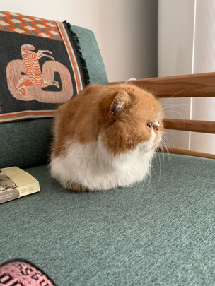  狗狗电推剪