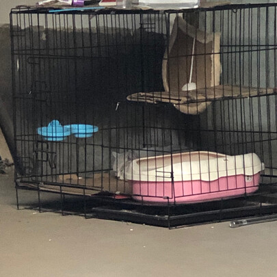  猫笼