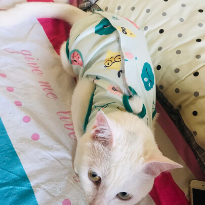 猫咪手术服