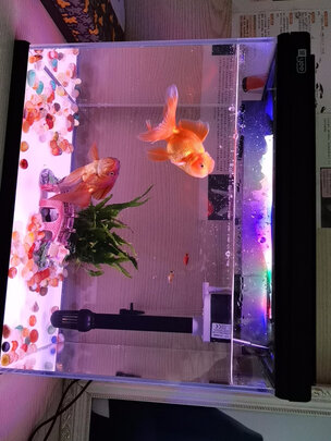 智能鱼缸
