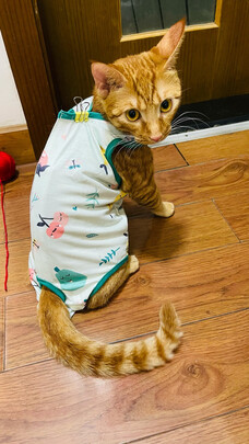 猫咪手术服