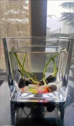 水草种子