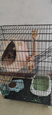  猫笼