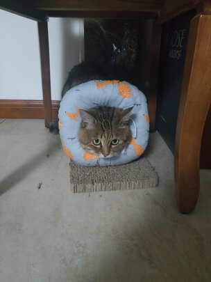 猫项圈