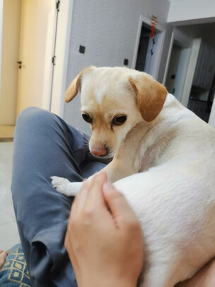 狗粮