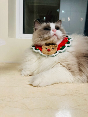 猫粮罐头