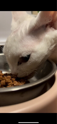 猫粮罐头
