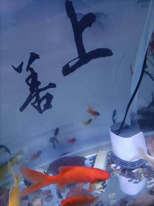 鱼缸潜水泵
