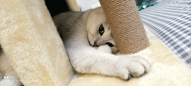 猫砂盆