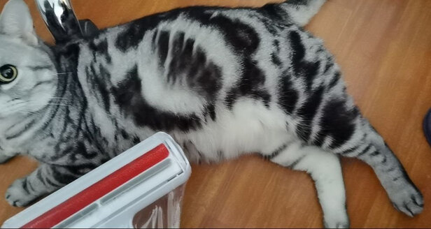 宠物吸毛器